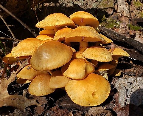 Gymnopilus subspectabilis
