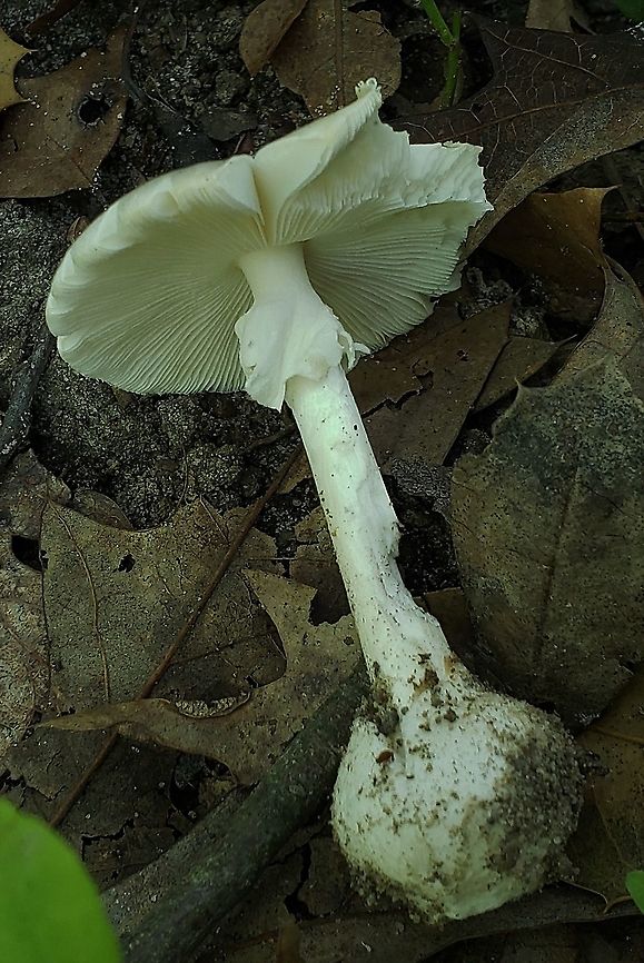 Destroying Angel At Downs Park This is a picture of an Amanita bisporigera at Downs Park in Pasadena, Maryland. Amanita bisporigera,Eastern North American destroying angel,Geotagged,Summer,United States