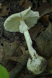 Destroying Angel At Downs Park This is a picture of an Amanita bisporigera at Downs Park in Pasadena, Maryland. Amanita bisporigera,Eastern North American destroying angel,Geotagged,Summer,United States