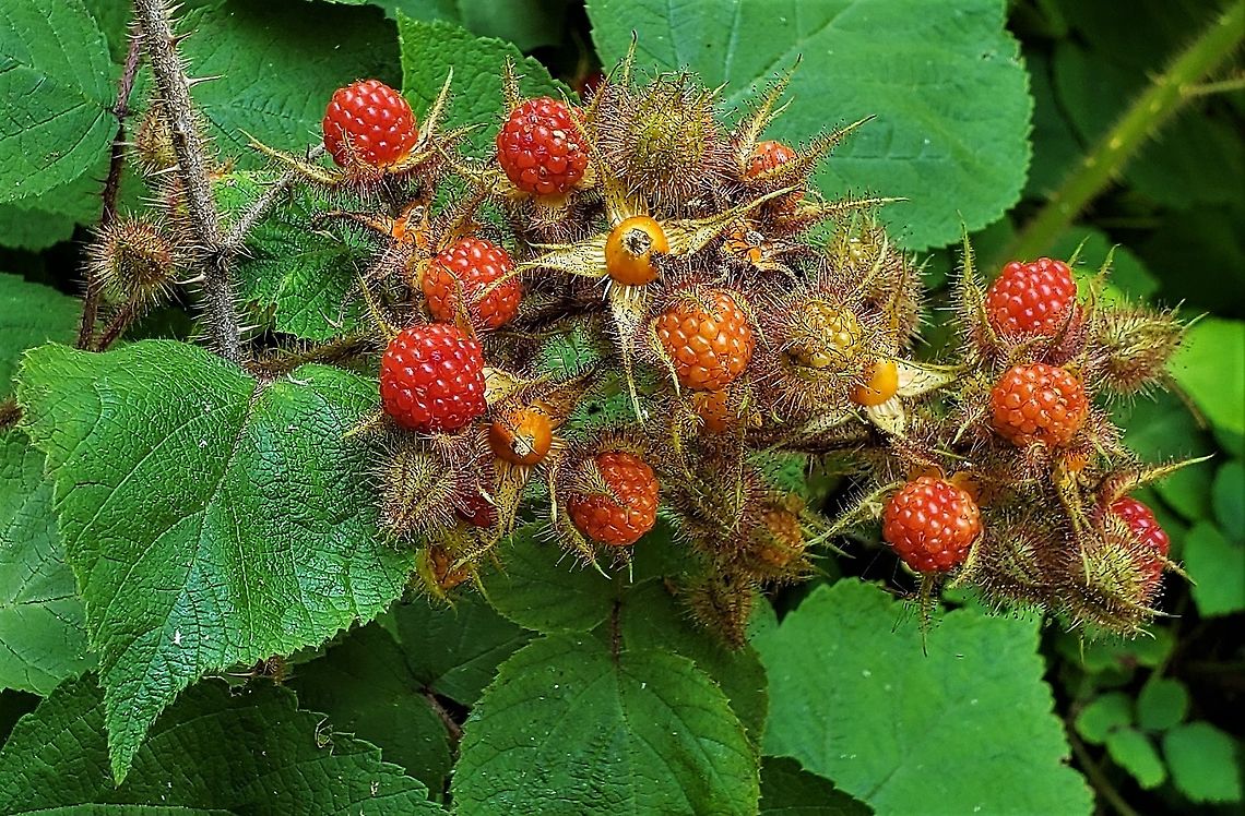 Wineberry At Downs Park This is a picture of Wineberry at Downs Park in Pasadena, Maryland. Geotagged,Rubus phoenicolasius,Summer,United States,Wineberry