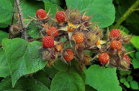 Wineberry At Downs Park This is a picture of Wineberry at Downs Park in Pasadena, Maryland. Geotagged,Rubus phoenicolasius,Summer,United States,Wineberry