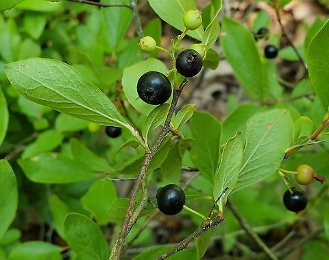 Black Huckleberry At Downs Park This is a picture of Black Huckleberry at Downs Park in Pasadena, Maryland. Black huckleberry,Gaylussacia baccata,Geotagged,Summer,United States