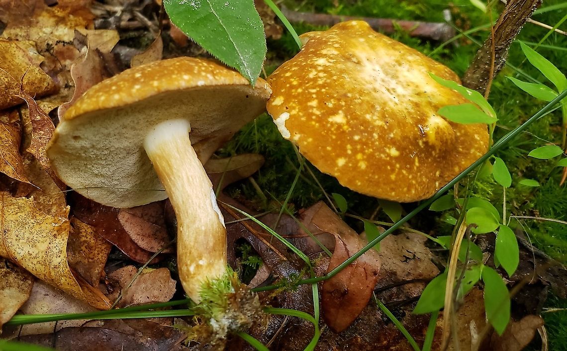 Xanthoconium affine This is a picture of Xanthoconium affine at Downs Park in Pasadena, Maryland. Geotagged,Spring,United States,Xanthoconium affine