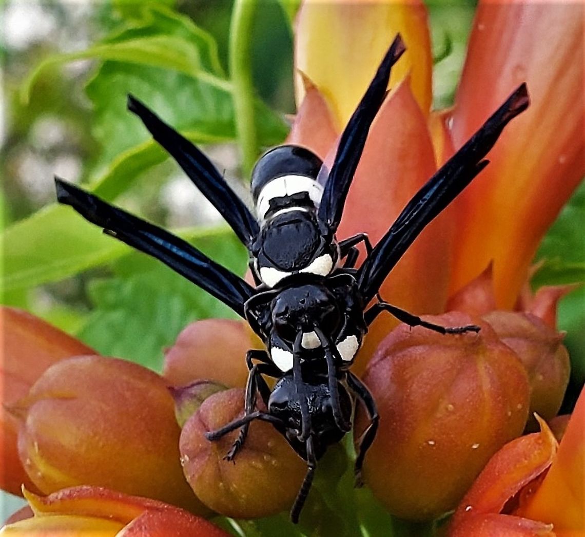 Monobia quadridens This is a picture of Monobia quadridens at Downs Park in Pasadena, Maryland. Geotagged,Monobia quadridens,Spring,United States