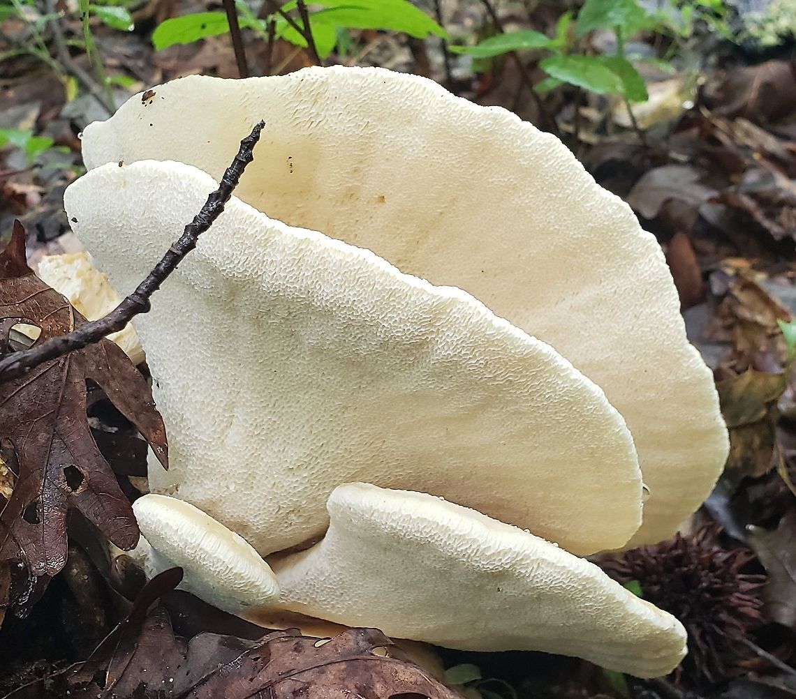Bondarzewia berkeleyi At Downs Park This is a picture of  Bondarzewia berkeleyi at Downs Park in Pasadena, Maryland. Bondarzewia berkeleyi,Geotagged,Summer,United States