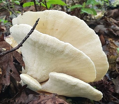 Bondarzewia berkeleyi At Downs Park This is a picture of  Bondarzewia berkeleyi at Downs Park in Pasadena, Maryland. Bondarzewia berkeleyi,Geotagged,Summer,United States