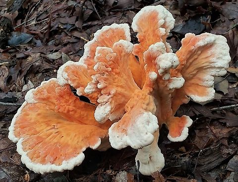 Laetiporus Cincinnatus At Down Park This is a picture of Laetiporus Cincinnatus at Downs Park in Pasadena, Maryland. Geotagged,Laetiporus cincinnatus,Summer,United States,White-Pored Chicken of the Woods