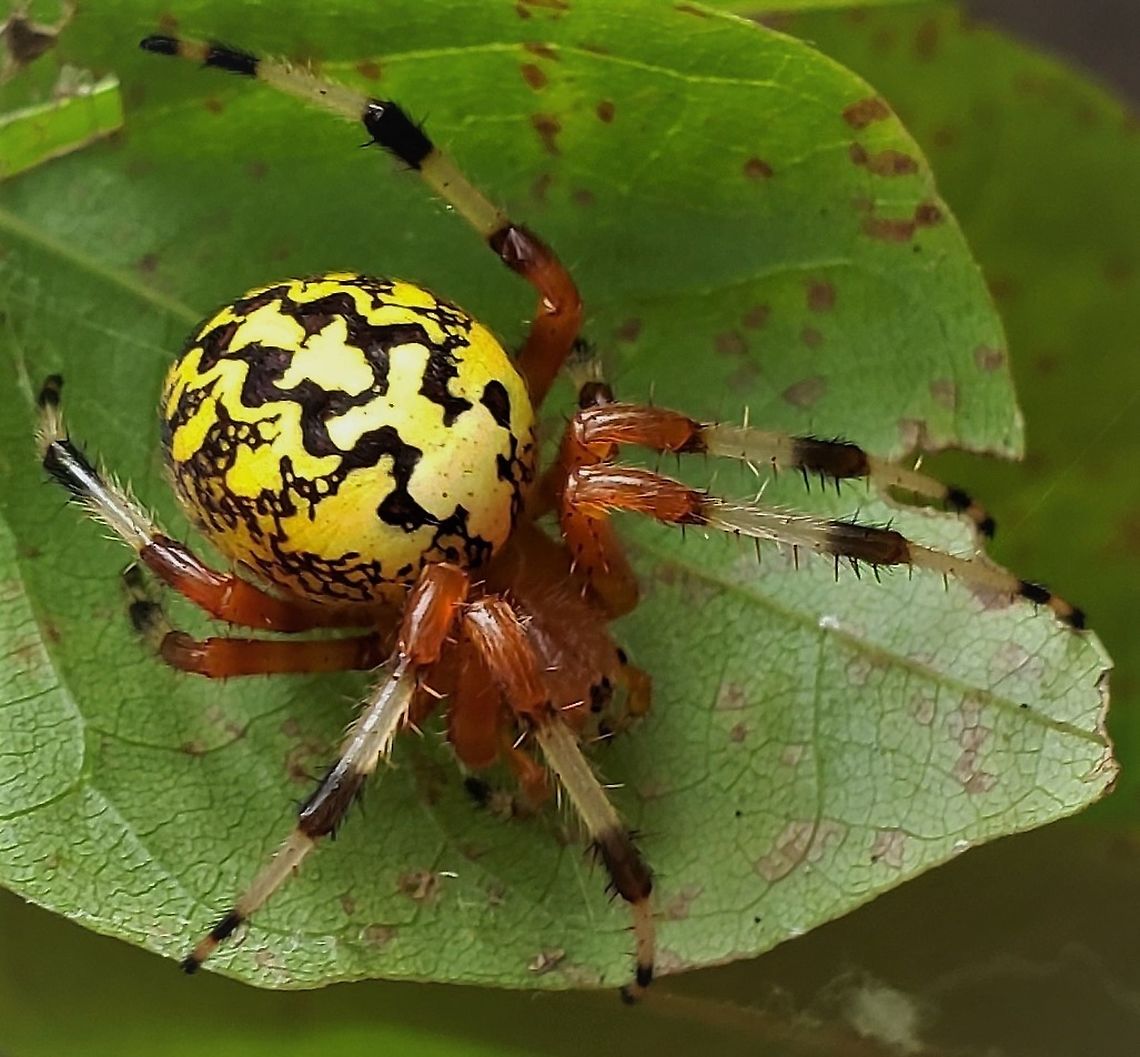 Araneus marmoreus at Downs Park This is a picture of Araneus marmoreus at Downs Park in Pasadena, Maryland. Araneus marmoreus,Fall,Geotagged,Marbled orb-weaver,United States