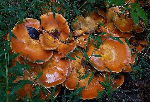 Omphalotus illudens At Downs Park This is a picture of Omphalotus illudens at Downs Park in Pasadena, Maryland. Fall,Geotagged,Jack O' Lantern Mushroom,Omphalotus illudens,United States