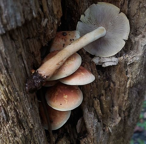 Brick Cap Mushroom At Downs Park This is a picture of Brick Cap Mushrooms at Downs Park in Pasadena, Maryland. Brick cap,Fall,Geotagged,Hypholoma lateritium,United States