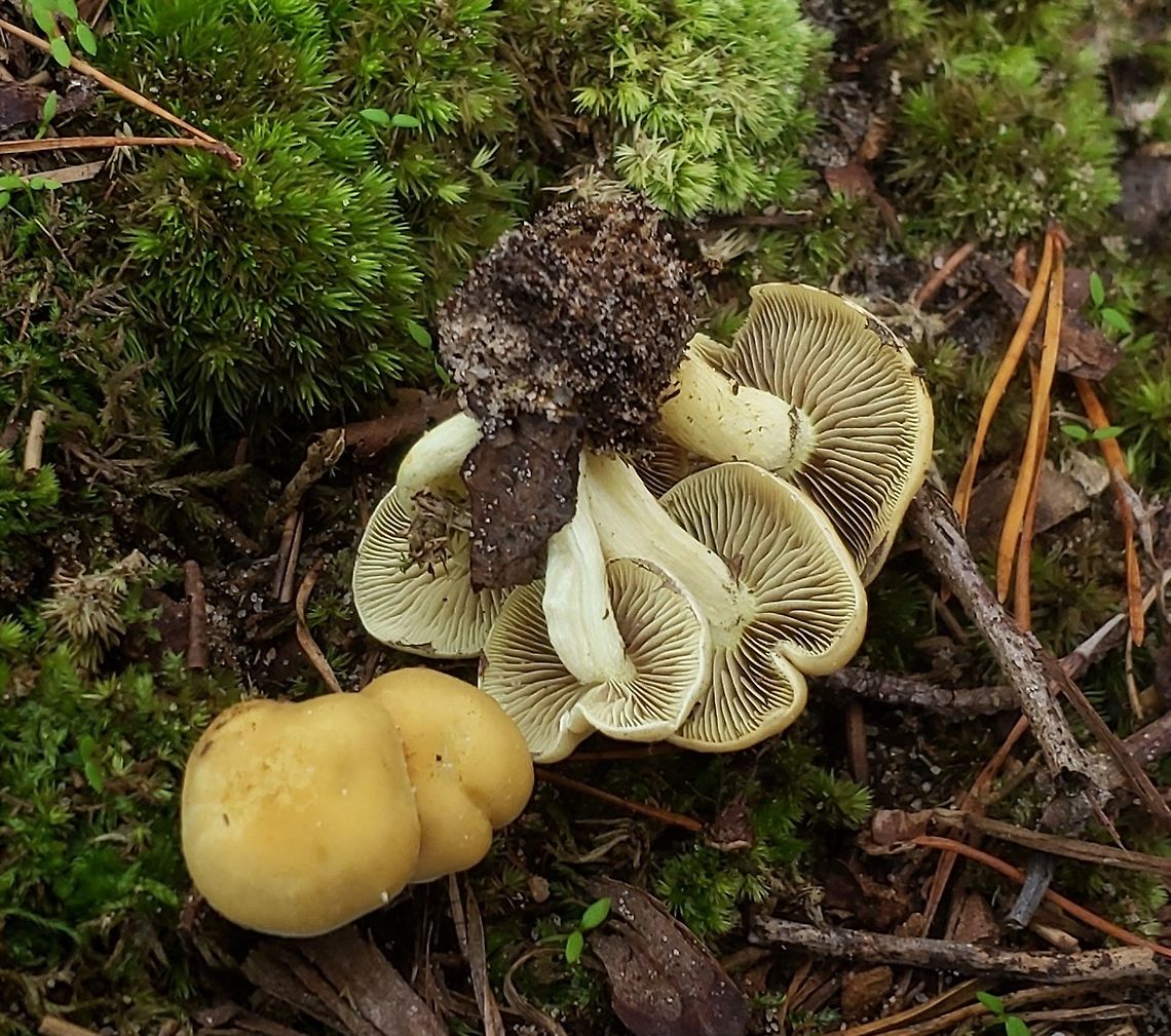 Hypholoma fasciculare At Downs Park This is a picture of Hypholoma fasciculare at Downs Park in Pasadena, Maryland. Fall,Geotagged,Hypholoma fasciculare,Sulphur tuft,United States