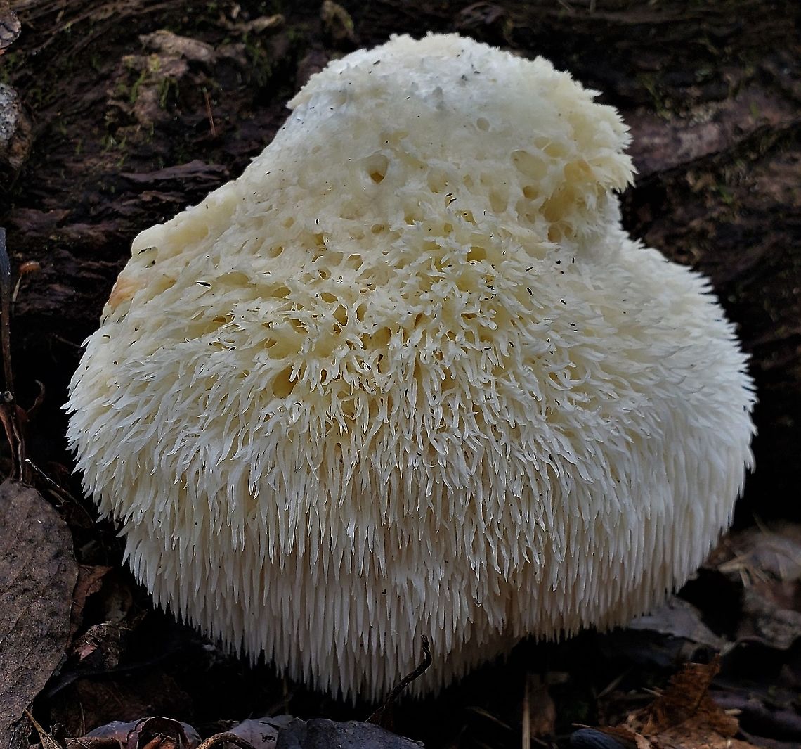 Lion's Mane Mushroom At Downs Park This is a picture of a Lion&#039;s Mane Mushroom at Downs Park in Pasadena, Maryland. Fall,Geotagged,Hericium erinaceus,Lion's-mane Mushroom,United States