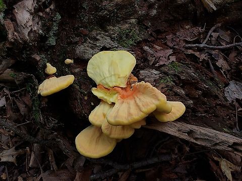 Chicken Of The Woods At Downs Park This is a picture of a Chicken Of The Woods Mushroom at Downs Park in Pasadena, Maryland. Chicken of the Woods,Fall,Geotagged,Laetiporus sulphureus,United States