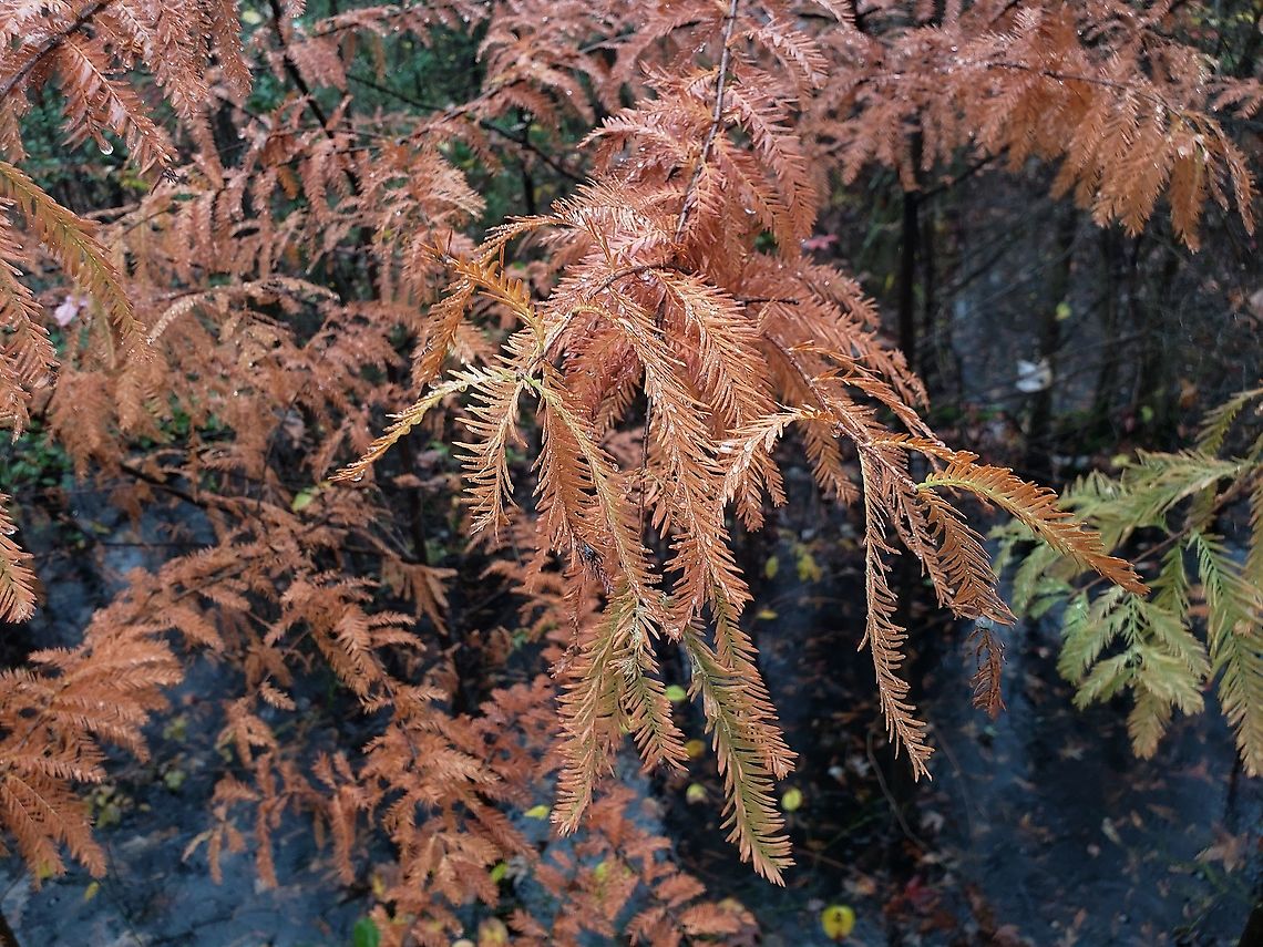 Bald Cypress At Downs Park This is a picture of Bald Cypress at Downs Park in Pasadena, Maryland. Fall,Geotagged,Taxodium distichum,United States