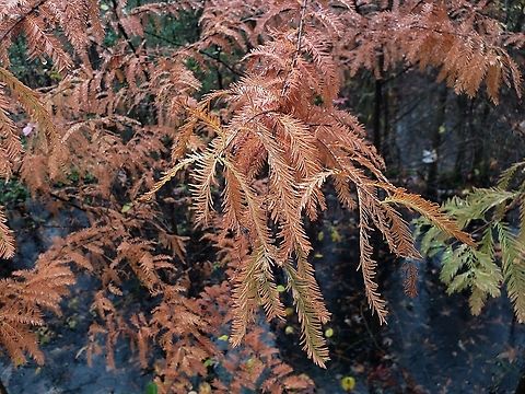 Bald Cypress At Downs Park This is a picture of Bald Cypress at Downs Park in Pasadena, Maryland. Fall,Geotagged,Taxodium distichum,United States