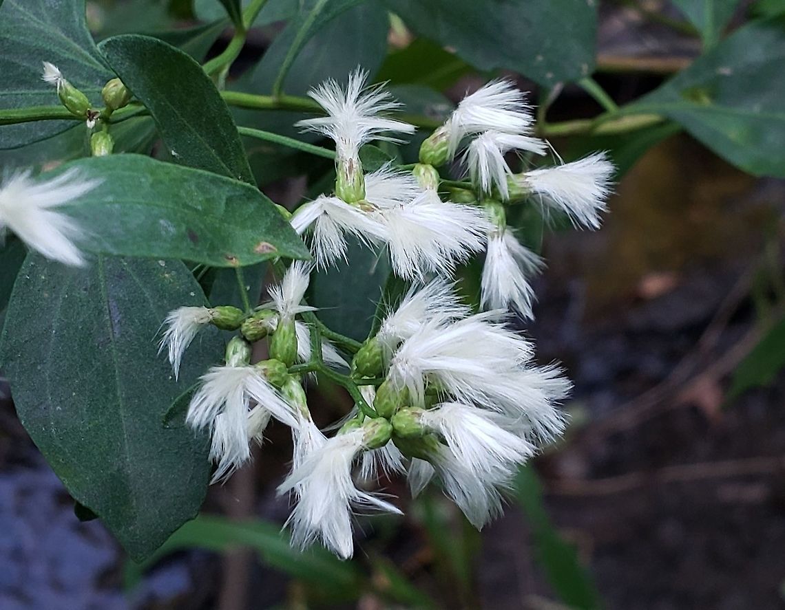 Baccharis halimifolia This is a picture of Baccharis halimifolia at Downs Park in Pasadena, Maryland. Baccharis halimifolia,Fall,Geotagged,United States