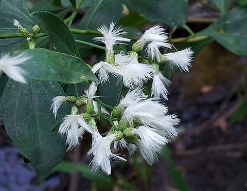 Baccharis halimifolia This is a picture of Baccharis halimifolia at Downs Park in Pasadena, Maryland. Baccharis halimifolia,Fall,Geotagged,United States