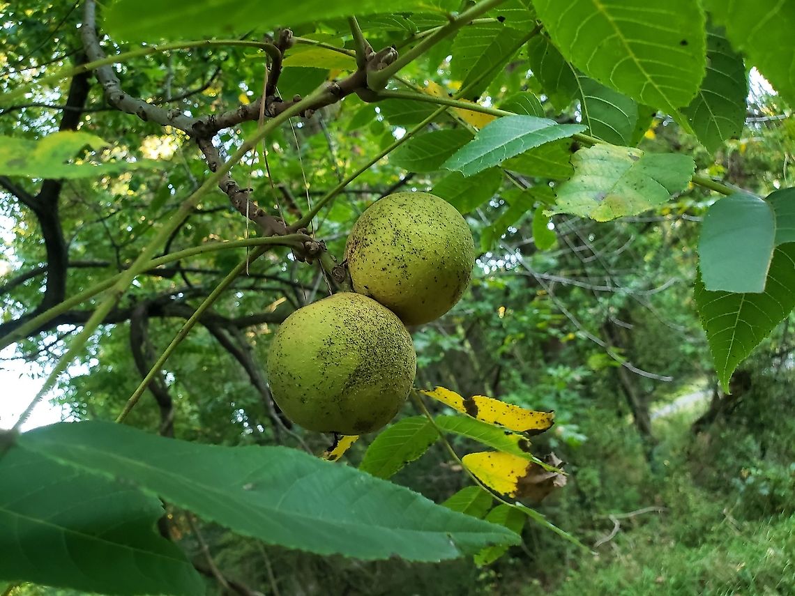 Black Walnut At Downs Park This is a picture of Black Walnut at Downs Park in Pasadena, Maryland. Eastern black walnut,Fall,Geotagged,Juglans nigra,United States
