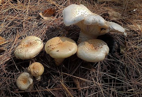 Neolentinus lepideus This is a picture of Neolentinus lepideus at Kinder Farm Park in Millersville, Maryland.
 Fall,Geotagged,Neolentinus lepideus,Scaly lentinus,United States