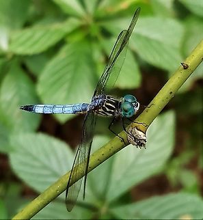 Blue Dasher At Lake Waterford This is a picture of a blue dasher at Lake Waterford Park in Pasadena, Maryland. Blue dasher,Geotagged,Pachydiplax longipennis,Summer,United States