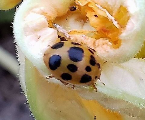 Squash Lady Beetle At Kinder Farm This is a picture of a Squash Lady Beetle at Kinder Farm Park in Millersville, Maryland. Epilachna borealis,Geotagged,Squash beetle,Summer,United States