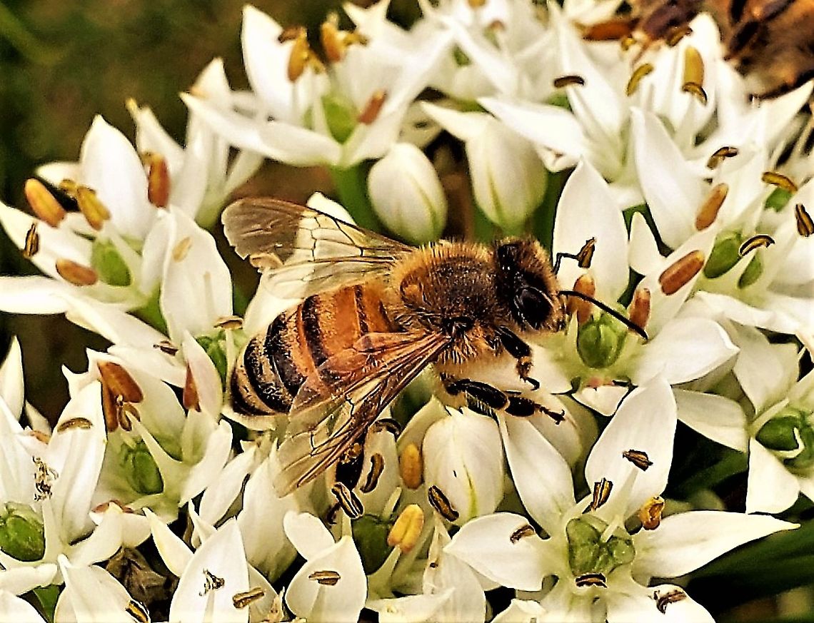 Western Honey Bee At Kinder Farm This is a picture of a Western Honey Bee at Kinder Farm Park in Millersville, Maryland. Apis mellifera,Geotagged,Summer,United States,Western honey bee