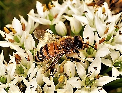 Western Honey Bee At Kinder Farm This is a picture of a Western Honey Bee at Kinder Farm Park in Millersville, Maryland. Apis mellifera,Geotagged,Summer,United States,Western honey bee