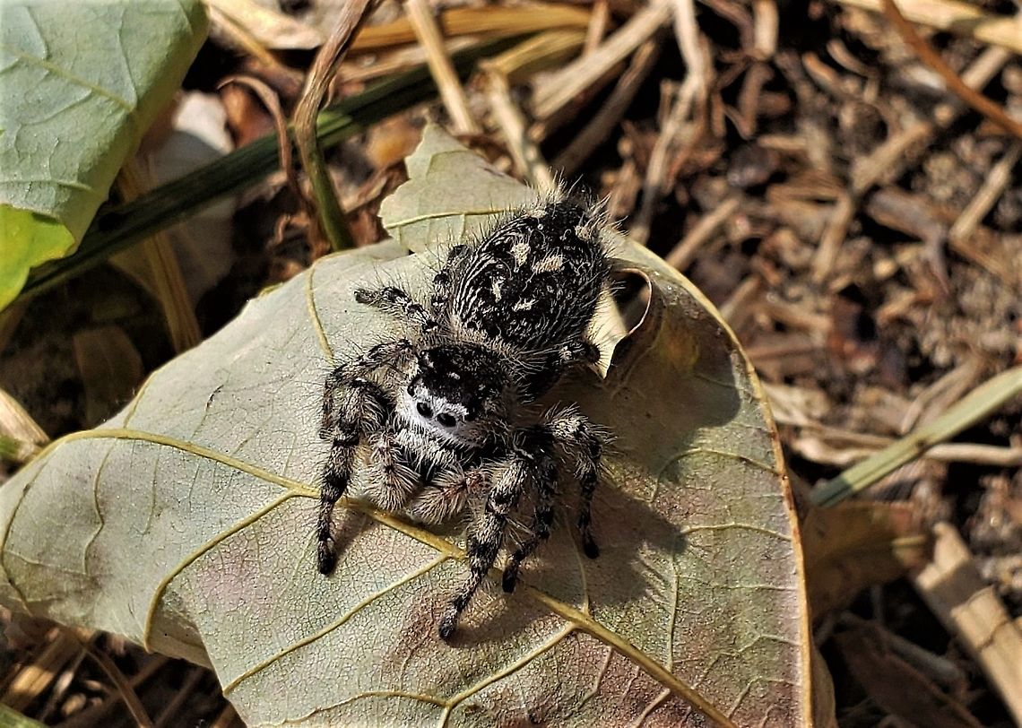Phidippus otiosus This is a picture of a Phidippus otiosus at Kinder Farm Park in Millersville, Maryland. Fall,Geotagged,Phidippus otiosus,United States
