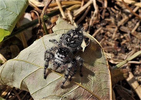 Phidippus otiosus This is a picture of a Phidippus otiosus at Kinder Farm Park in Millersville, Maryland. Fall,Geotagged,Phidippus otiosus,United States