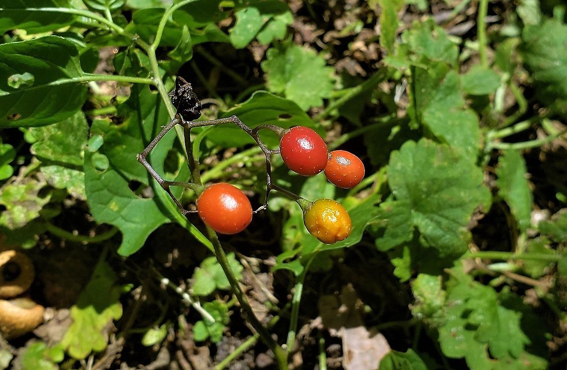 Bittersweet Nightshade At Kinder Farm This is a picture of Solanum dulcamara at Kinder Farm Park in Millersville, Maryland. Bittersweet Nightshade,Geotagged,Solanum dulcamara,Summer,United States