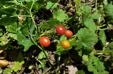 Bittersweet Nightshade At Kinder Farm This is a picture of Solanum dulcamara at Kinder Farm Park in Millersville, Maryland. Bittersweet Nightshade,Geotagged,Solanum dulcamara,Summer,United States