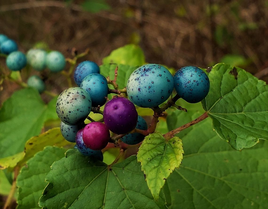 porcelain berry This is a picture of porcelain berry at Kinder Farm Park in Millersville, Maryland. Ampelopsis glandulosa,Fall,Geotagged,Porcelain Berry,United States
