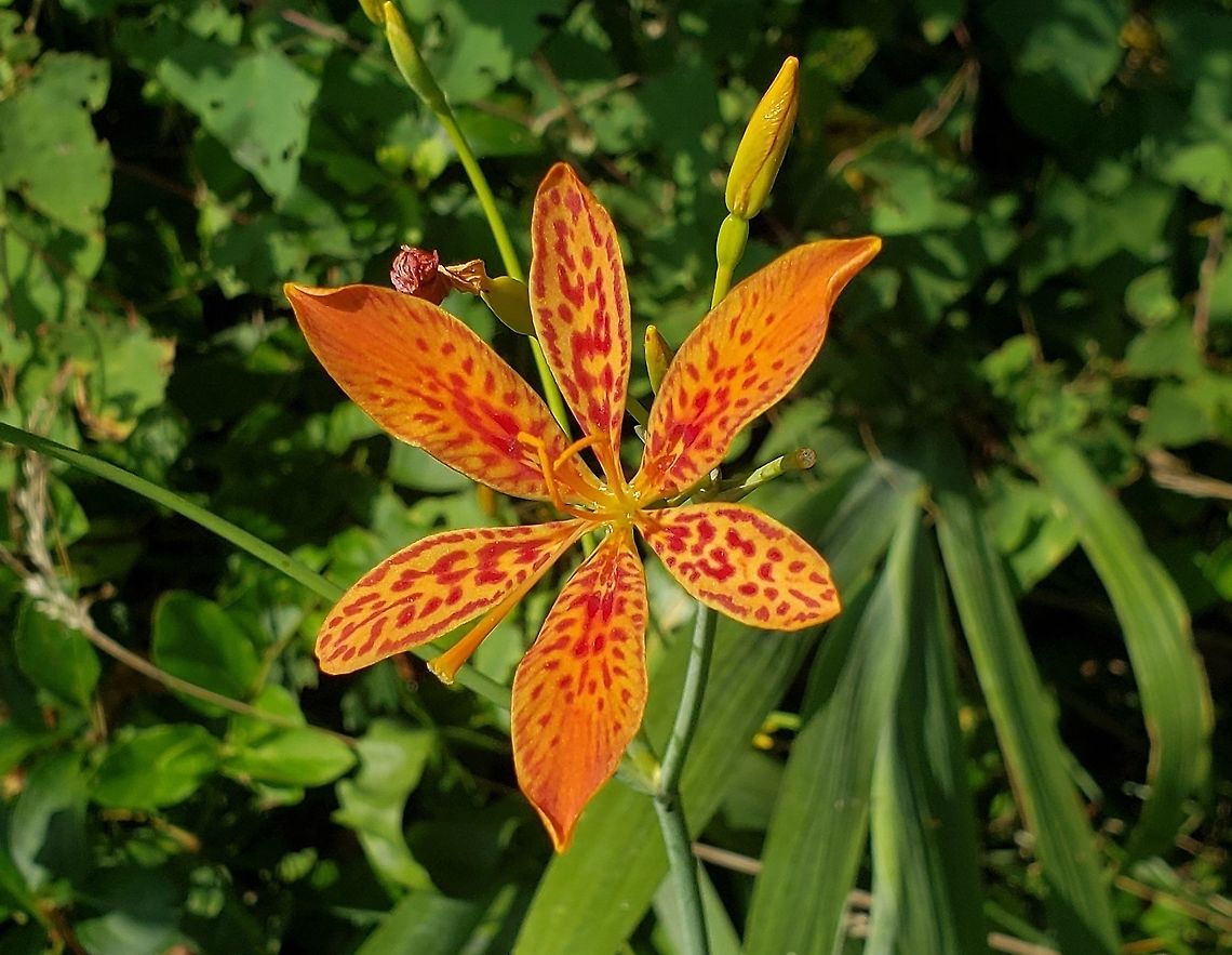Iris domestica This is a picture of Iris domestica at Kinder Farm Park in Millersville, Maryland. Geotagged,Iris domestica,Leopard flower,Summer,United States