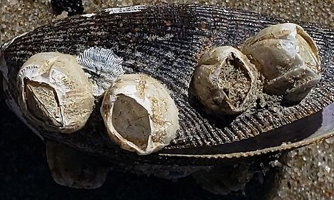 Balanus improvisus This is a picture of Balanus improvisus at Ferry Point Park on Kent Island in Queen Anne's County, Maryland. Amphibalanus improvisus,Bay barnacle,Geotagged,United States,Winter