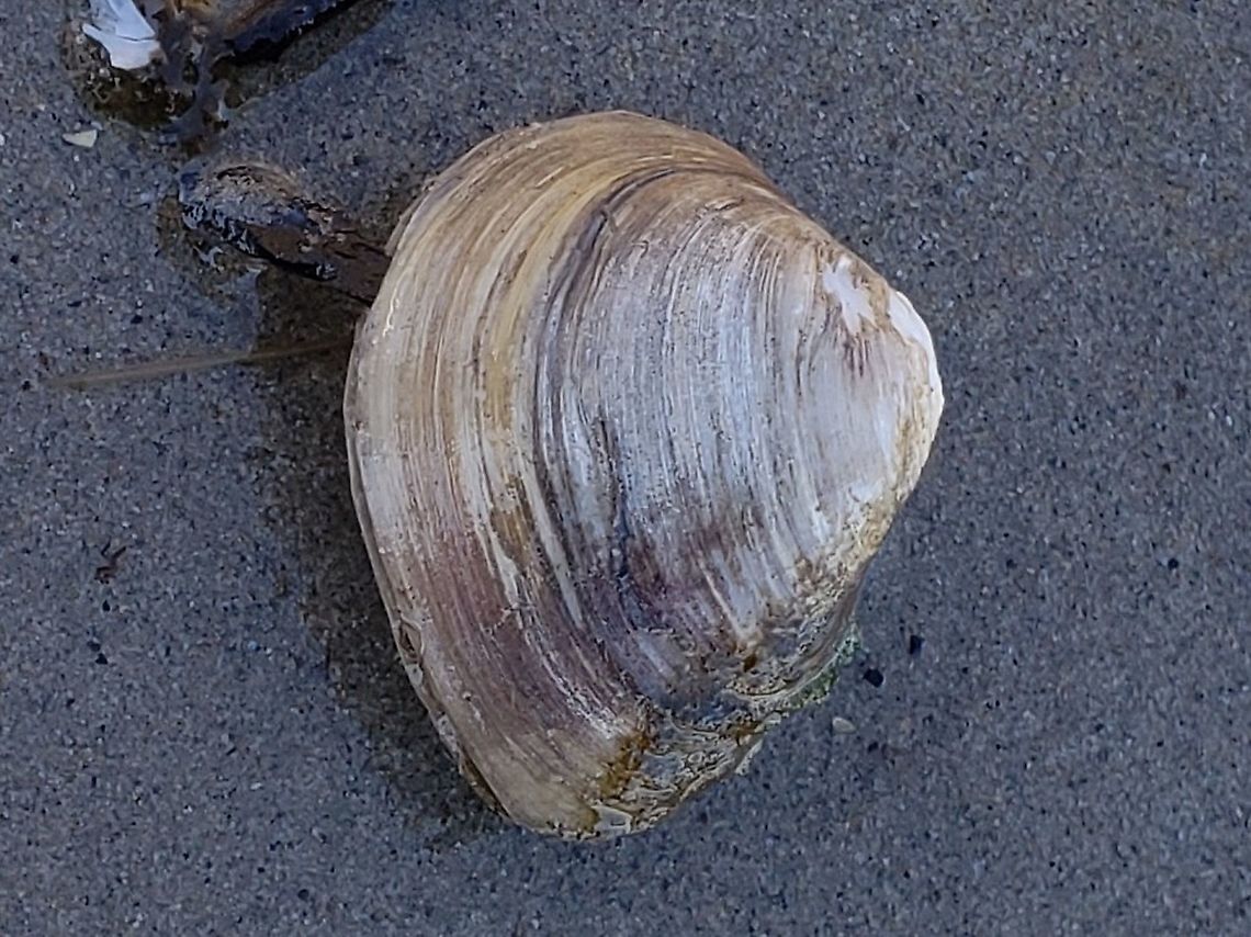 Rangia cuneata This is a picture of a Rangia cuneata at Ferry Point Park on Kent Island in Queen Anne&#039;s County, Maryland. Geotagged,Rangia cuneata,United States,Winter