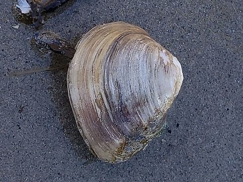 Rangia cuneata This is a picture of a Rangia cuneata at Ferry Point Park on Kent Island in Queen Anne's County, Maryland. Geotagged,Rangia cuneata,United States,Winter