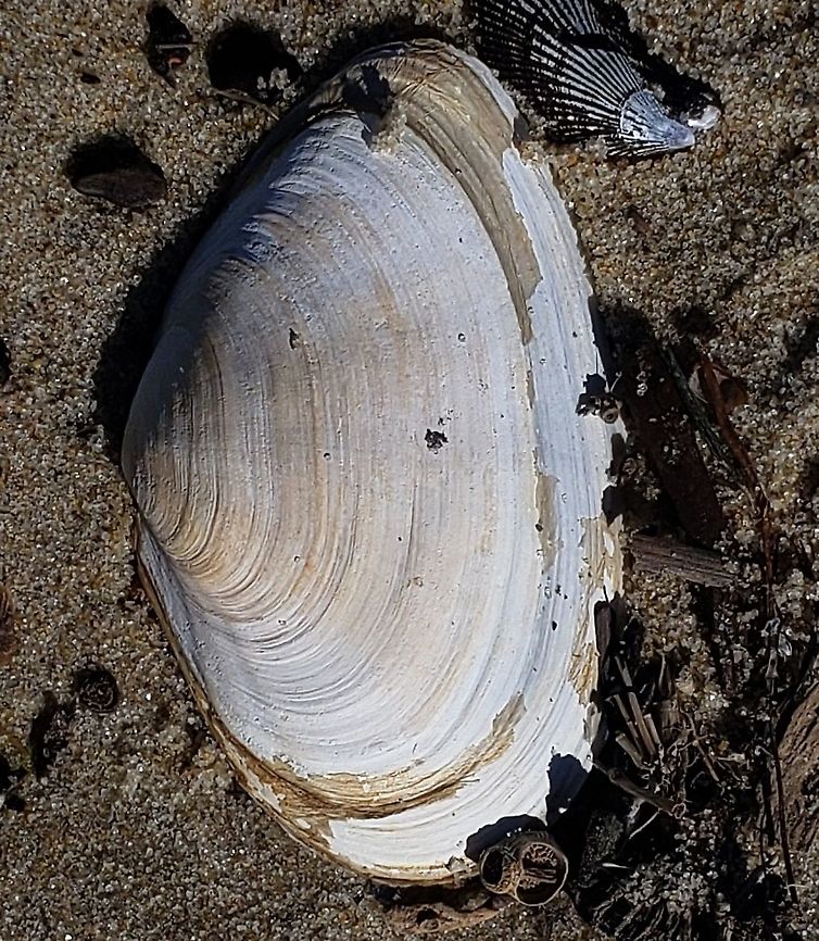 Mya arenaria This is a picture of a Mya arenaria at Ferry Point Park on Kent Island in Queen Anne's County, Maryland. Geotagged,Mya arenaria,Soft-shell clam or Sand Gaper,United States,Winter