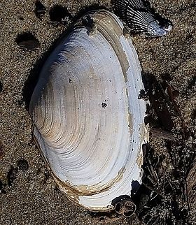 Mya arenaria This is a picture of a Mya arenaria at Ferry Point Park on Kent Island in Queen Anne's County, Maryland. Geotagged,Mya arenaria,Soft-shell clam or Sand Gaper,United States,Winter