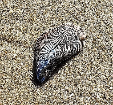Ischadium recurvum This is a picture of a Ischadium recurvum at Ferry Point Park on Kent Island in Queen Anne's County, Maryland. Geotagged,Ischadium,Ischadium recurvum,United States,Winter
