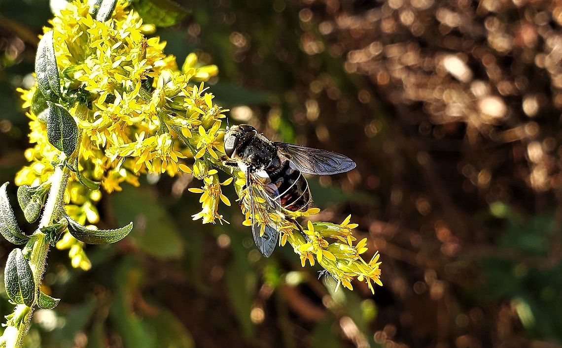 Eristalis dimidiata This is a picture of a Eristalis dimidiata at Kinder Farm Park in Millersville, Maryland. Eristalis dimidiata,Fall,Geotagged,United States