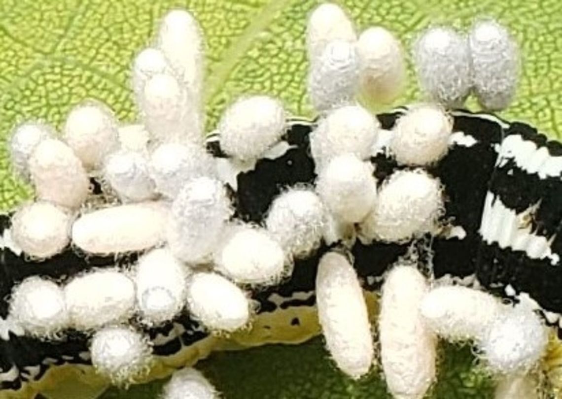 Cotesia congregata This is a picture of Cotesia congregata at Fort Smallwood Park in Pasadena, Maryland. Cotesia congregata,Geotagged,Summer,United States