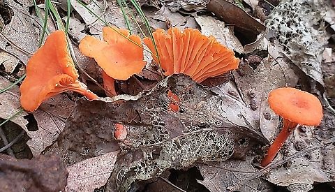 Red Chanterelle At Weinberg Park This is a picture of Red Chanterelles at Weinberg Park in Pasadena, Maryland. Cantharellus cinnabarinus,Geotagged,Red Chanterelle,Summer,United States