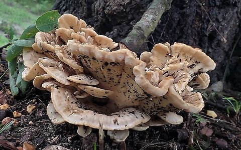 Meripilus sumstinei This is a picture of Meripilus sumstinei at Weinberg Park in Pasadena, Maryland. Black-staining Polypore,Geotagged,Meripilus sumstinei,Summer,United States