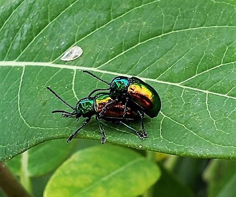 Chrysochus auratus This is a picture of Chrysochus auratus at Fort Smallwood Park in Pasadena, Maryland. Chrysochus auratus,Dogbane beetle,Geotagged,Summer,United States