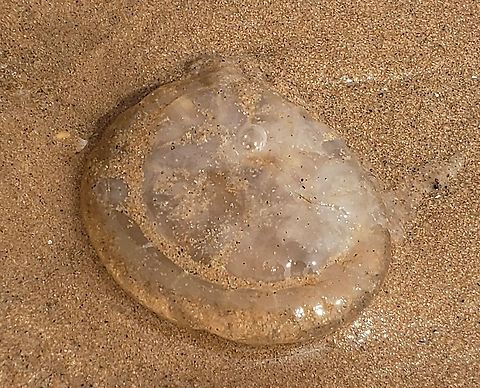 Chrysaora chesapeakei This is a picture of a Chrysaora chesapeakei at Fort Smallwood Park in Pasadena, Maryland. Chrysaora chesapeakei,Geotagged,Summer,United States