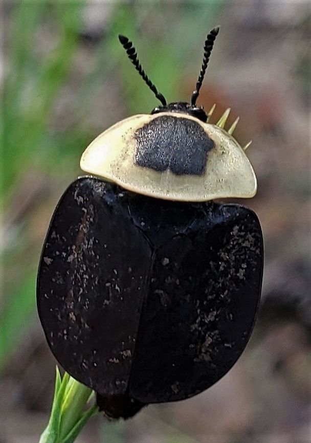 American Carrion Beetle This is a picture of an American Carrion Beetle at Fort Smallwood Park in Pasadena, Maryland. American Carrion Beetle,Fall,Geotagged,Necrophila americana,United States