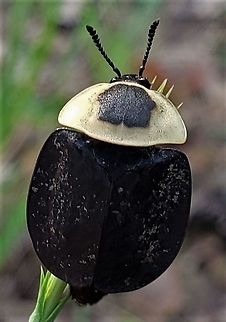 American Carrion Beetle