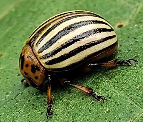 Colorado Potato Beetle This is a picture of a Colorado Potato Beetle at Kinder Farm Park in Millersville, Maryland. Colorado potato beetle,Geotagged,Leptinotarsa decemlineata,Summer,United States