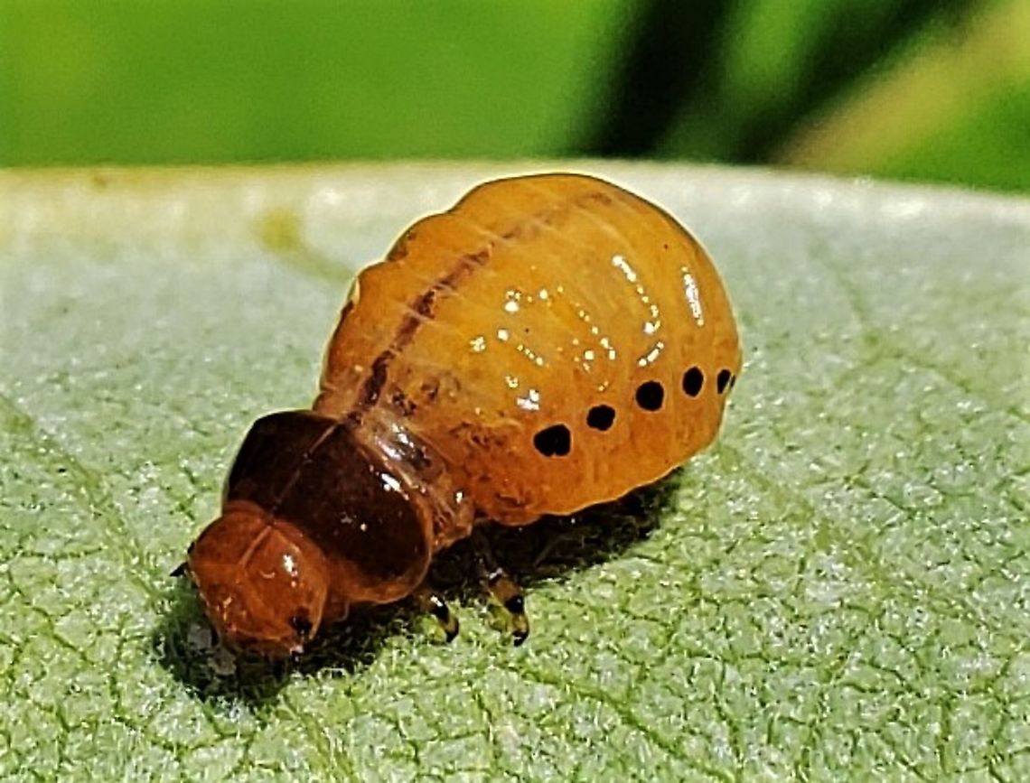 False Potato Beetle Larvae This is a picture of a False Potato Beetle Larvae on the North Tract of the Patuxent Research Refuge near Fort Meade, Maryland. False potato beetle,Geotagged,Leptinotarsa juncta,Summer,United States