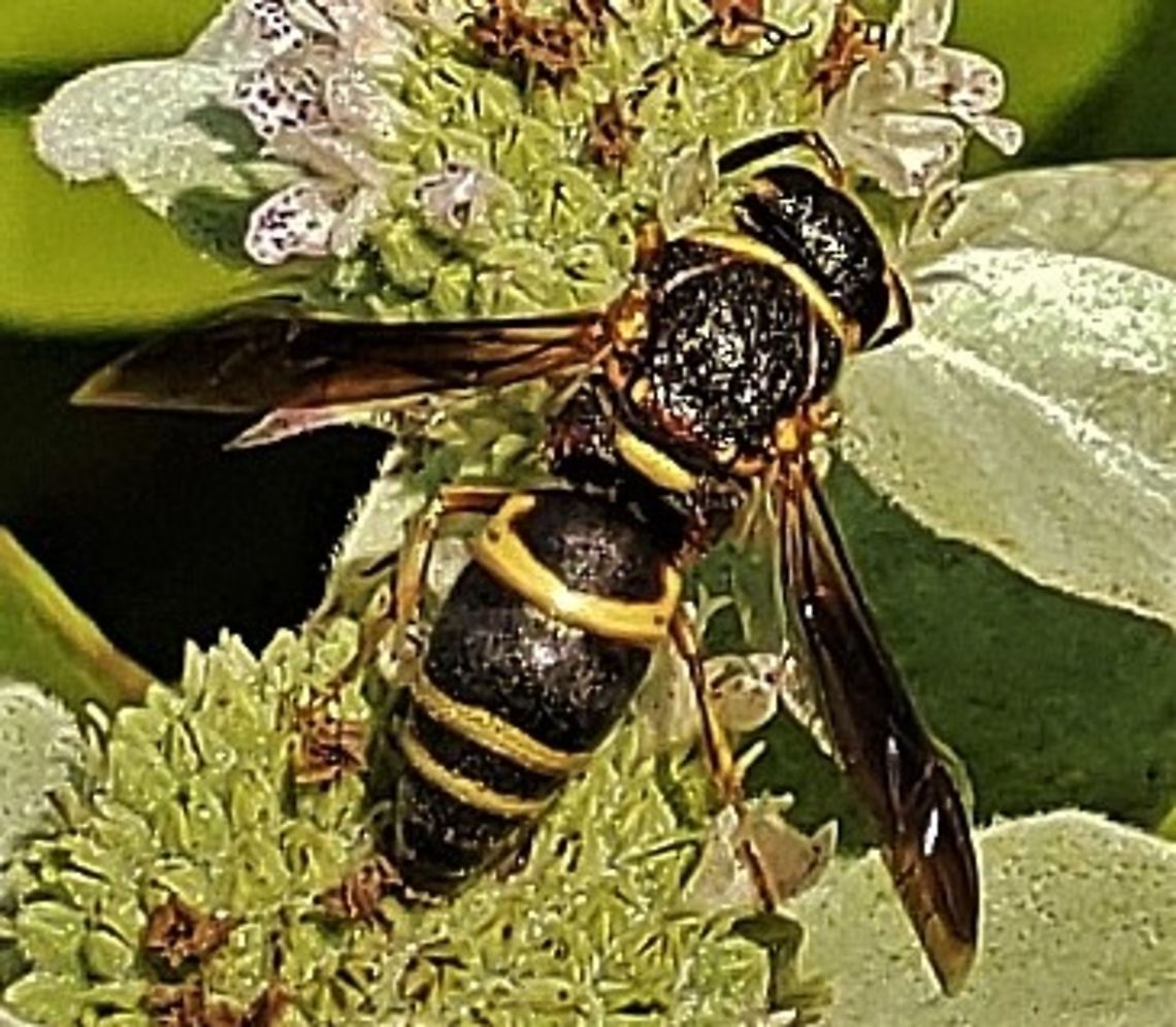 Euodynerus hidalgo This is a picture of a Euodynerus hidalgo on the North Tract of the Patuxent Research Refuge near Fort Meade, Maryland. Euodynerus hidalgo,Geotagged,Summer,United States